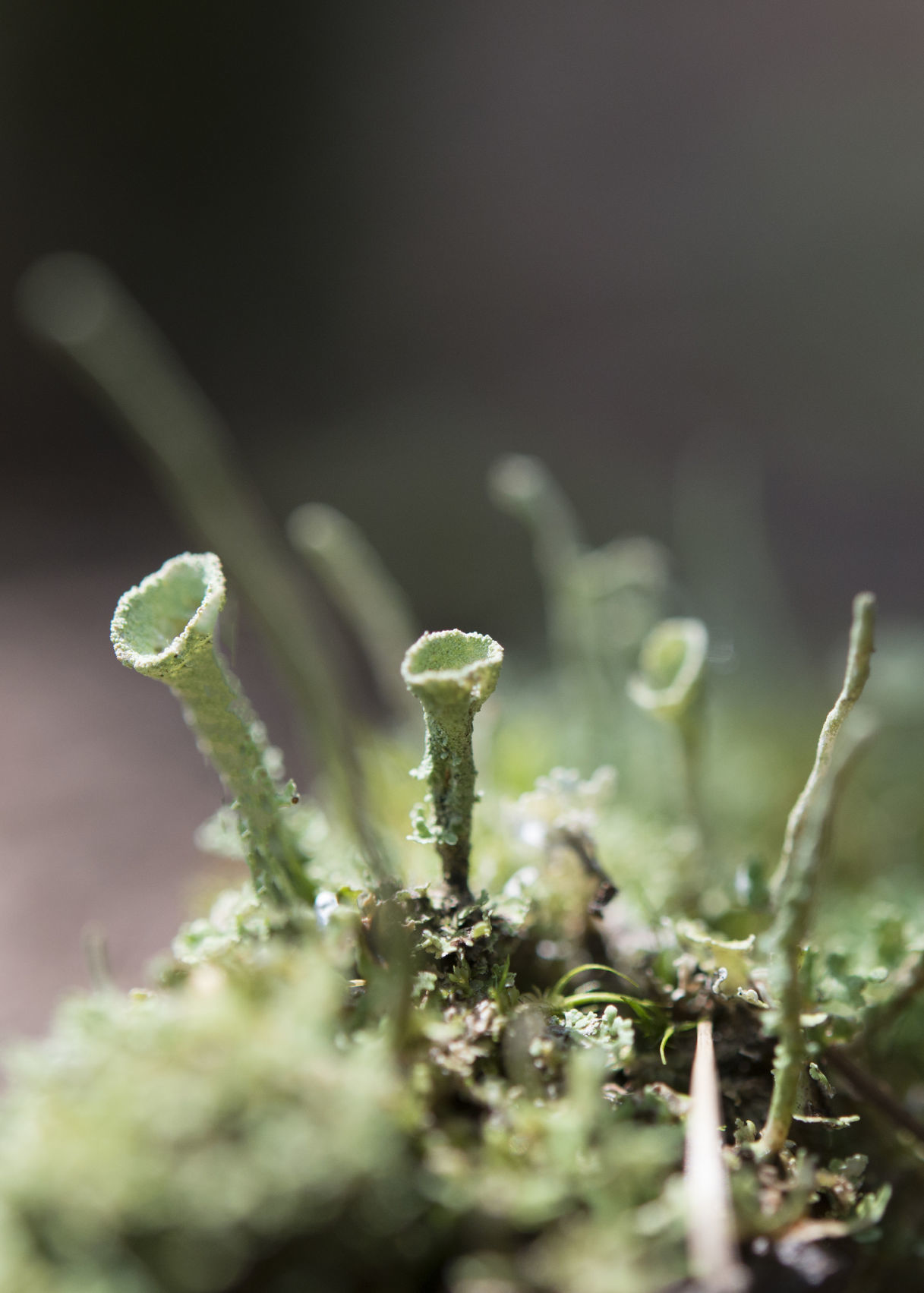 Cup Lichen Closeup Careful